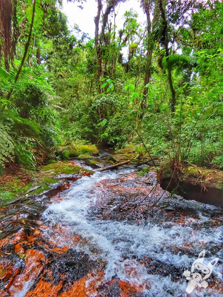 Trilha do Ariete - Parque Estadual do Rio Turvo (PERT) Núcleo Cedro | Barra do Turvo - São Paulo - Brasil | FredLee Na Estrada Trilha do Ariete - Parque Estadual do Rio Turvo (PERT) Núcleo Cedro | Barra do Turvo - São Paulo - Brasil | FredLee Na Estrada