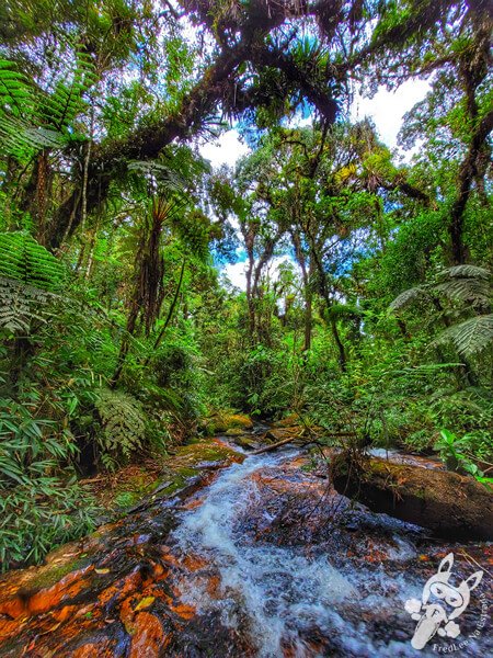 Trilha do Ariete - Parque Estadual do Rio Turvo (PERT) Núcleo Cedro | Barra do Turvo - São Paulo - Brasil | FredLee Na Estrada Trilha do Ariete - Parque Estadual do Rio Turvo (PERT) Núcleo Cedro | Barra do Turvo - São Paulo - Brasil | FredLee Na Estrada