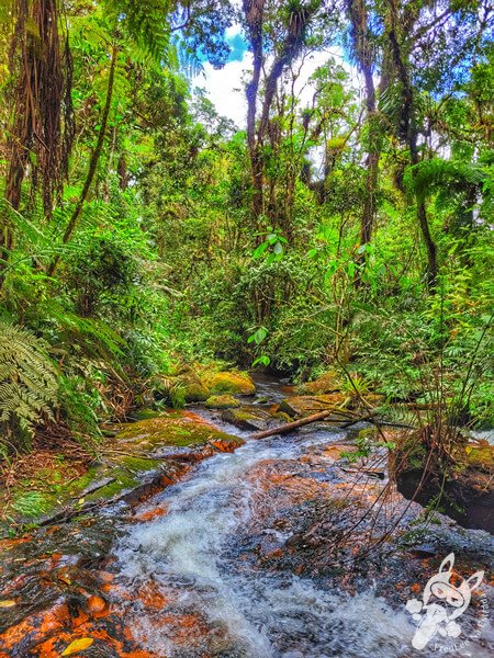Trilha do Ariete - Parque Estadual do Rio Turvo (PERT) Núcleo Cedro | Barra do Turvo - São Paulo - Brasil | FredLee Na Estrada Trilha do Ariete - Parque Estadual do Rio Turvo (PERT) Núcleo Cedro | Barra do Turvo - São Paulo - Brasil | FredLee Na Estrada
