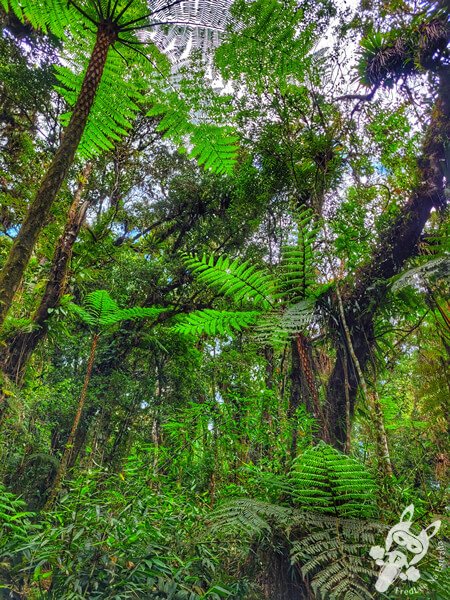 Trilha do Ariete - Parque Estadual do Rio Turvo (PERT) Núcleo Cedro | Barra do Turvo - São Paulo - Brasil | FredLee Na Estrada Trilha do Ariete - Parque Estadual do Rio Turvo (PERT) Núcleo Cedro | Barra do Turvo - São Paulo - Brasil | FredLee Na Estrada