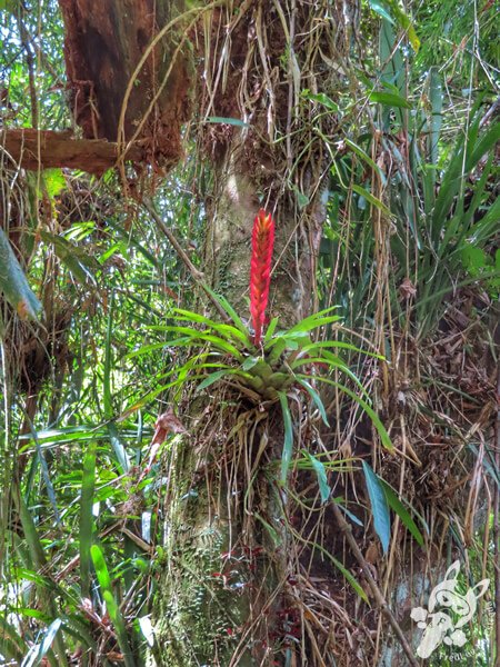 Trilha do Ariete - Parque Estadual do Rio Turvo (PERT) Núcleo Cedro | Barra do Turvo - São Paulo - Brasil | FredLee Na Estrada Trilha do Ariete - Parque Estadual do Rio Turvo (PERT) Núcleo Cedro | Barra do Turvo - São Paulo - Brasil | FredLee Na Estrada