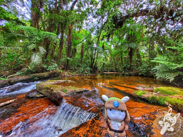 Trilha do Ariete - Parque Estadual do Rio Turvo (PERT) Núcleo Cedro | Barra do Turvo - São Paulo - Brasil | FredLee Na Estrada Trilha do Ariete - Parque Estadual do Rio Turvo (PERT) Núcleo Cedro | Barra do Turvo - São Paulo - Brasil | FredLee Na Estrada