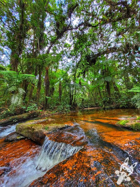 Trilha do Ariete - Parque Estadual do Rio Turvo (PERT) Núcleo Cedro | Barra do Turvo - São Paulo - Brasil | FredLee Na Estrada Trilha do Ariete - Parque Estadual do Rio Turvo (PERT) Núcleo Cedro | Barra do Turvo - São Paulo - Brasil | FredLee Na Estrada