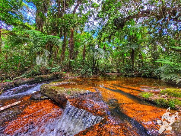 Trilha do Ariete - Parque Estadual do Rio Turvo (PERT) Núcleo Cedro | Barra do Turvo - São Paulo - Brasil | FredLee Na Estrada Trilha do Ariete - Parque Estadual do Rio Turvo (PERT) Núcleo Cedro | Barra do Turvo - São Paulo - Brasil | FredLee Na Estrada