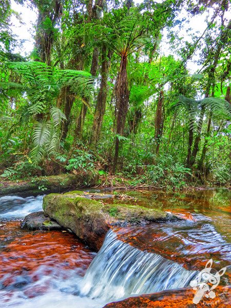 Trilha do Ariete - Parque Estadual do Rio Turvo (PERT) Núcleo Cedro | Barra do Turvo - São Paulo - Brasil | FredLee Na Estrada Trilha do Ariete - Parque Estadual do Rio Turvo (PERT) Núcleo Cedro | Barra do Turvo - São Paulo - Brasil | FredLee Na Estrada