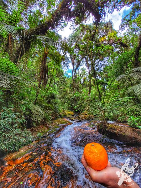 Trilha do Ariete - Parque Estadual do Rio Turvo (PERT) Núcleo Cedro | Barra do Turvo - São Paulo - Brasil | FredLee Na Estrada Trilha do Ariete - Parque Estadual do Rio Turvo (PERT) Núcleo Cedro | Barra do Turvo - São Paulo - Brasil | FredLee Na Estrada
