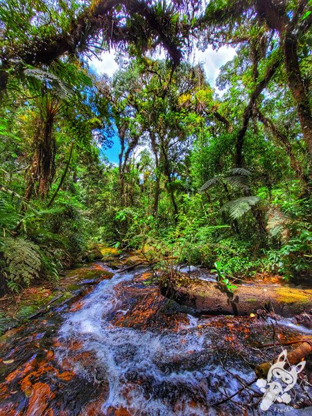 Trilha do Ariete - Parque Estadual do Rio Turvo (PERT) Núcleo Cedro | Barra do Turvo - São Paulo - Brasil | FredLee Na Estrada Trilha do Ariete - Parque Estadual do Rio Turvo (PERT) Núcleo Cedro | Barra do Turvo - São Paulo - Brasil | FredLee Na Estrada
