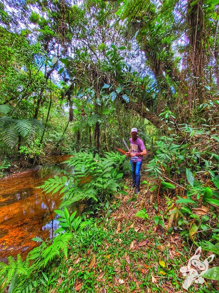 Trilha do Ariete - Parque Estadual do Rio Turvo (PERT) Núcleo Cedro | Barra do Turvo - São Paulo - Brasil | FredLee Na Estrada Trilha do Ariete - Parque Estadual do Rio Turvo (PERT) Núcleo Cedro | Barra do Turvo - São Paulo - Brasil | FredLee Na Estrada