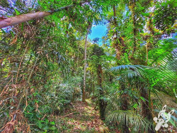 Trilha do Ariete - Parque Estadual do Rio Turvo (PERT) Núcleo Cedro | Barra do Turvo - São Paulo - Brasil | FredLee Na Estrada Trilha do Ariete - Parque Estadual do Rio Turvo (PERT) Núcleo Cedro | Barra do Turvo - São Paulo - Brasil | FredLee Na Estrada