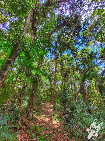 Trilha do Ariete - Parque Estadual do Rio Turvo (PERT) Núcleo Cedro | Barra do Turvo - São Paulo - Brasil | FredLee Na Estrada Trilha do Ariete - Parque Estadual do Rio Turvo (PERT) Núcleo Cedro | Barra do Turvo - São Paulo - Brasil | FredLee Na Estrada