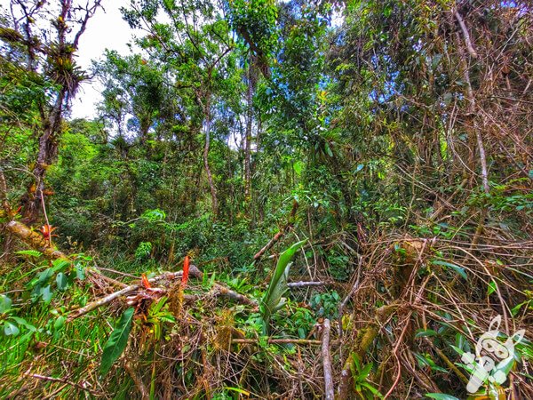 Trilha do Ariete - Parque Estadual do Rio Turvo (PERT) Núcleo Cedro | Barra do Turvo - São Paulo - Brasil | FredLee Na Estrada Trilha do Ariete - Parque Estadual do Rio Turvo (PERT) Núcleo Cedro | Barra do Turvo - São Paulo - Brasil | FredLee Na Estrada