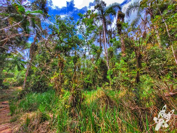 Trilha do Ariete - Parque Estadual do Rio Turvo (PERT) Núcleo Cedro | Barra do Turvo - São Paulo - Brasil | FredLee Na Estrada Trilha do Ariete - Parque Estadual do Rio Turvo (PERT) Núcleo Cedro | Barra do Turvo - São Paulo - Brasil | FredLee Na Estrada