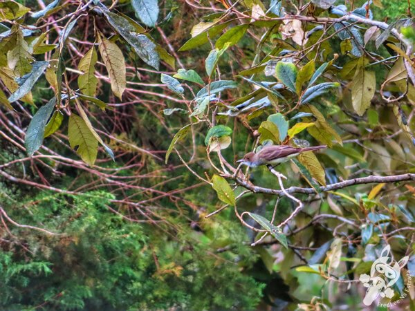 Irré ou Maria-cavaleira | Parque Estadual do Rio Turvo (PERT) Núcleo Cedro | Barra do Turvo - São Paulo - Brasil | FredLee Na Estrada Irré ou Maria-cavaleira | Parque Estadual do Rio Turvo (PERT) Núcleo Cedro | Barra do Turvo - São Paulo - Brasil | FredLee Na Estrada