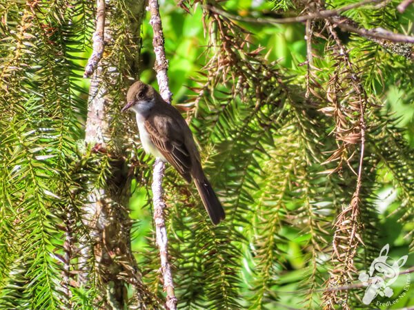 Irré ou Maria-cavaleira | Parque Estadual do Rio Turvo (PERT) Núcleo Cedro | Barra do Turvo - São Paulo - Brasil | FredLee Na Estrada Irré ou Maria-cavaleira | Parque Estadual do Rio Turvo (PERT) Núcleo Cedro | Barra do Turvo - São Paulo - Brasil | FredLee Na Estrada