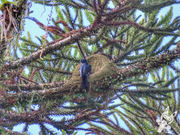 Andorinha-grande | Parque Estadual do Rio Turvo (PERT) Núcleo Cedro | Barra do Turvo - São Paulo - Brasil | FredLee Na Estrada Andorinha-grande | Parque Estadual do Rio Turvo (PERT) Núcleo Cedro | Barra do Turvo - São Paulo - Brasil | FredLee Na Estrada