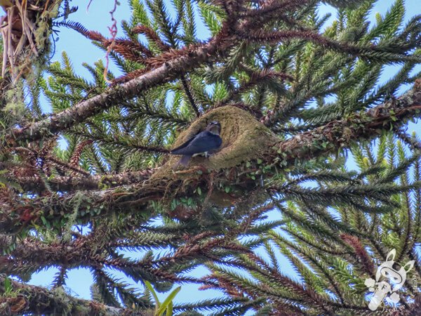 Andorinha-grande | Parque Estadual do Rio Turvo (PERT) Núcleo Cedro | Barra do Turvo - São Paulo - Brasil | FredLee Na Estrada Andorinha-grande | Parque Estadual do Rio Turvo (PERT) Núcleo Cedro | Barra do Turvo - São Paulo - Brasil | FredLee Na Estrada