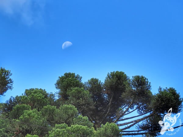 Lua e Araucária no Rastro da Serpente (SP-250) | Apiaí - São Paulo - Brasil | FredLee Na Estrada Lua e Araucária no Rastro da Serpente (SP-250) | Apiaí - São Paulo - Brasil | FredLee Na Estrada