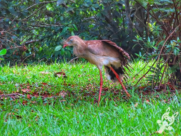 Seriema no Parque Estadual Carlos Botelho (PECB) Núcleo São Miguel Arcanjo | São Miguel Arcanjo - São Paulo - Brasil | FredLee Na Estrada Seriema no Parque Estadual Carlos Botelho (PECB) Núcleo São Miguel Arcanjo | São Miguel Arcanjo - São Paulo - Brasil | FredLee Na Estrada