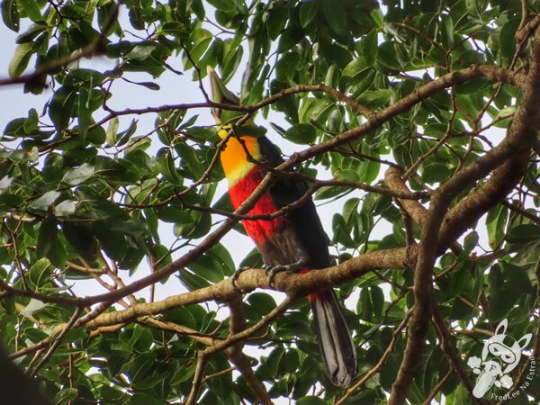 Tucano-de-bico-verde no Hotel Passarim | Capão Bonito - São Paulo - Brasil | FredLee Na Estrada