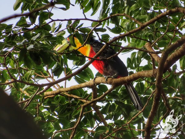 Tucano-de-bico-verde no Hotel Passarim | Capão Bonito - São Paulo - Brasil | FredLee Na Estrada