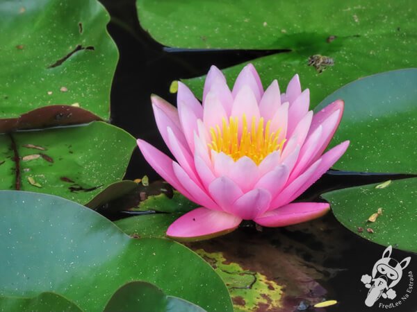 Flor da vitória-régia no Hotel Passarim | Capão Bonito - São Paulo - Brasil | FredLee Na Estrada