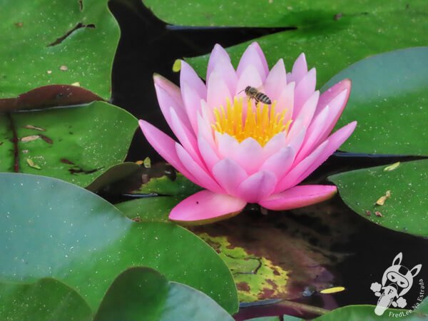 Flor da vitória-régia no Hotel Passarim | Capão Bonito - São Paulo - Brasil | FredLee Na Estrada