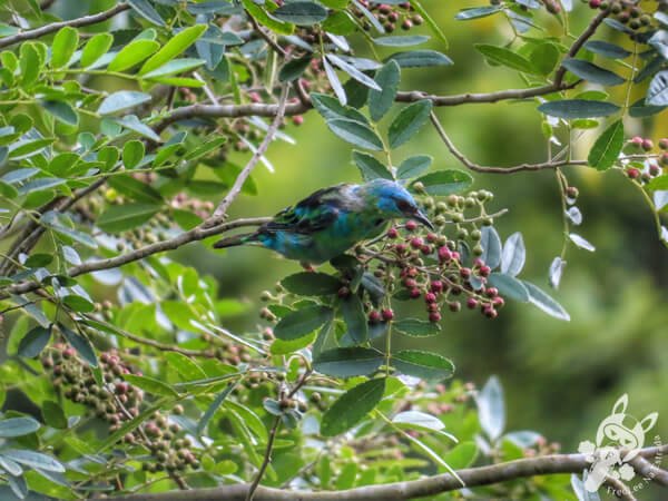 Saí-azul no Hotel Passarim | Capão Bonito - São Paulo - Brasil | FredLee Na Estrada