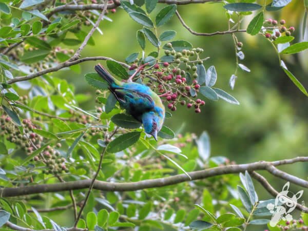 Saí-azul no Hotel Passarim | Capão Bonito - São Paulo - Brasil | FredLee Na Estrada