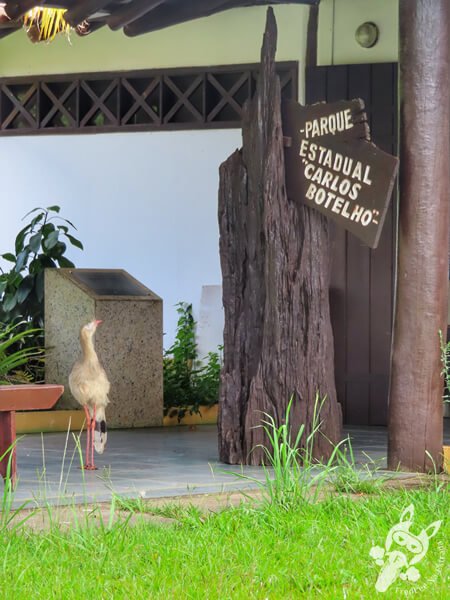 Seriema no Parque Estadual Carlos Botelho (PECB) Núcleo São Miguel Arcanjo | São Miguel Arcanjo - São Paulo - Brasil | FredLee Na Estrada Seriema no Parque Estadual Carlos Botelho (PECB) Núcleo São Miguel Arcanjo | São Miguel Arcanjo - São Paulo - Brasil | FredLee Na Estrada