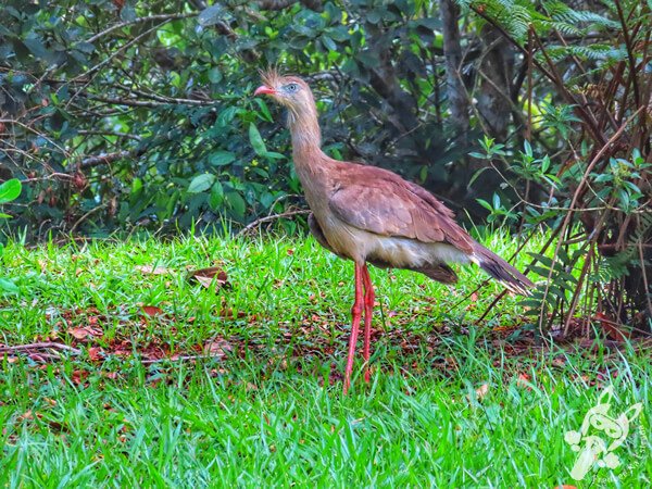 Seriema no Parque Estadual Carlos Botelho (PECB) Núcleo São Miguel Arcanjo | São Miguel Arcanjo - São Paulo - Brasil | FredLee Na Estrada Seriema no Parque Estadual Carlos Botelho (PECB) Núcleo São Miguel Arcanjo | São Miguel Arcanjo - São Paulo - Brasil | FredLee Na Estrada