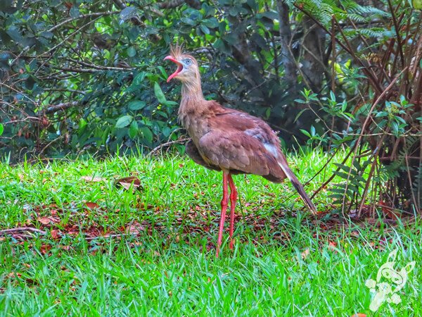 Seriema no Parque Estadual Carlos Botelho (PECB) Núcleo São Miguel Arcanjo | São Miguel Arcanjo - São Paulo - Brasil | FredLee Na Estrada Seriema no Parque Estadual Carlos Botelho (PECB) Núcleo São Miguel Arcanjo | São Miguel Arcanjo - São Paulo - Brasil | FredLee Na Estrada