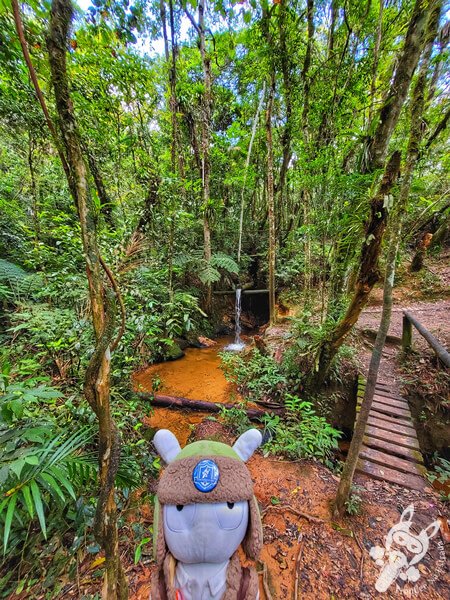 Trilha do Rio Taquaral | Parque Estadual Carlos Botelho (PECB) Núcleo São Miguel Arcanjo | São Miguel Arcanjo - São Paulo - Brasil | FredLee Na Estrada Trilha do Rio Taquaral | Parque Estadual Carlos Botelho (PECB) Núcleo São Miguel Arcanjo | São Miguel Arcanjo - São Paulo - Brasil | FredLee Na Estrada