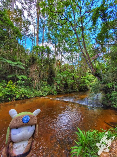 Trilha do Rio Taquaral | Parque Estadual Carlos Botelho (PECB) Núcleo São Miguel Arcanjo | São Miguel Arcanjo - São Paulo - Brasil | FredLee Na Estrada Trilha do Rio Taquaral | Parque Estadual Carlos Botelho (PECB) Núcleo São Miguel Arcanjo | São Miguel Arcanjo - São Paulo - Brasil | FredLee Na Estrada