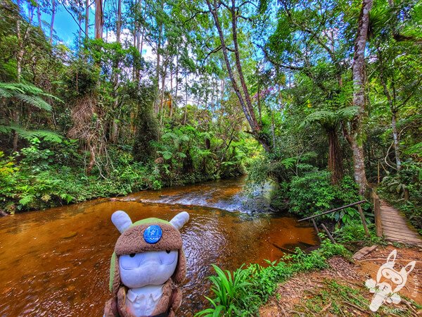 Trilha do Rio Taquaral | Parque Estadual Carlos Botelho (PECB) Núcleo São Miguel Arcanjo | São Miguel Arcanjo - São Paulo - Brasil | FredLee Na Estrada Trilha do Rio Taquaral | Parque Estadual Carlos Botelho (PECB) Núcleo São Miguel Arcanjo | São Miguel Arcanjo - São Paulo - Brasil | FredLee Na Estrada