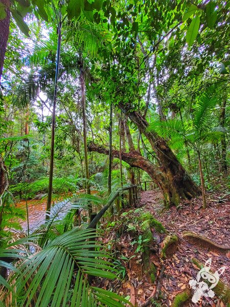 Trilha do Rio Taquaral | Parque Estadual Carlos Botelho (PECB) Núcleo São Miguel Arcanjo | São Miguel Arcanjo - São Paulo - Brasil | FredLee Na Estrada Trilha do Rio Taquaral | Parque Estadual Carlos Botelho (PECB) Núcleo São Miguel Arcanjo | São Miguel Arcanjo - São Paulo - Brasil | FredLee Na Estrada