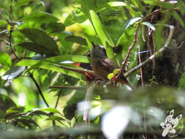 Abre-asa-de-cabeça-cinza na Trilha do Rio Taquaral | Parque Estadual Carlos Botelho (PECB) Núcleo São Miguel Arcanjo | São Miguel Arcanjo - São Paulo - Brasil | FredLee Na Estrada Abre-asa-de-cabeça-cinza na Trilha do Rio Taquaral | Parque Estadual Carlos Botelho (PECB) Núcleo São Miguel Arcanjo | São Miguel Arcanjo - São Paulo - Brasil | FredLee Na Estrada
