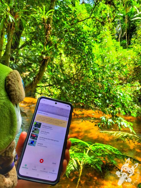 Observação de aves na Trilha do Rio Taquaral | Parque Estadual Carlos Botelho (PECB) Núcleo São Miguel Arcanjo | São Miguel Arcanjo - São Paulo - Brasil | FredLee Na Estrada Observação de aves na Trilha do Rio Taquaral | Parque Estadual Carlos Botelho (PECB) Núcleo São Miguel Arcanjo | São Miguel Arcanjo - São Paulo - Brasil | FredLee Na Estrada