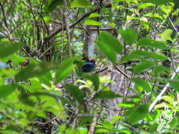 Tangará na Trilha do Rio Taquaral | Parque Estadual Carlos Botelho (PECB) Núcleo São Miguel Arcanjo | São Miguel Arcanjo - São Paulo - Brasil | FredLee Na Estrada Tangará na Trilha do Rio Taquaral | Parque Estadual Carlos Botelho (PECB) Núcleo São Miguel Arcanjo | São Miguel Arcanjo - São Paulo - Brasil | FredLee Na Estrada