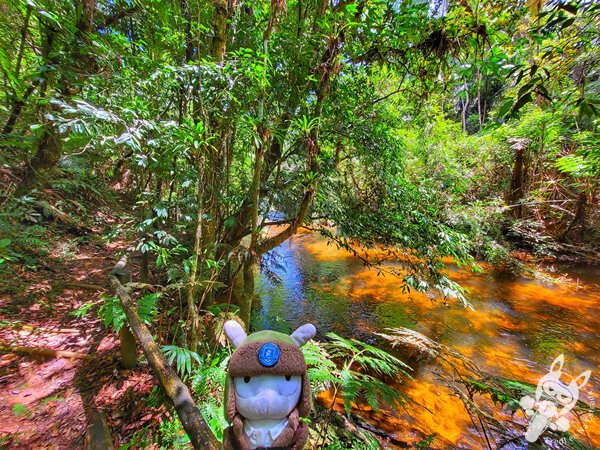 Trilha do Rio Taquaral | Parque Estadual Carlos Botelho (PECB) Núcleo São Miguel Arcanjo | São Miguel Arcanjo - São Paulo - Brasil | FredLee Na Estrada Trilha do Rio Taquaral | Parque Estadual Carlos Botelho (PECB) Núcleo São Miguel Arcanjo | São Miguel Arcanjo - São Paulo - Brasil | FredLee Na Estrada