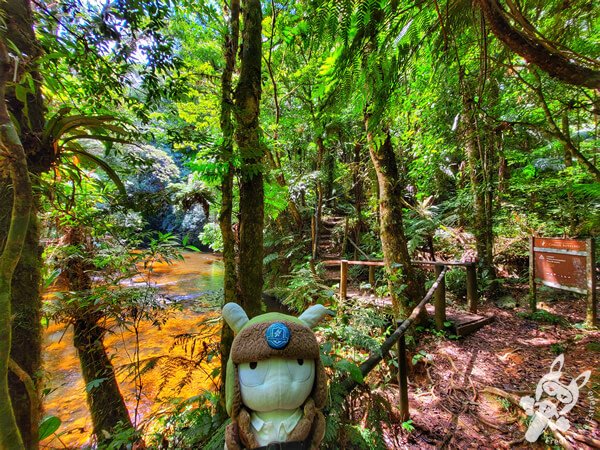 Trilha do Rio Taquaral | Parque Estadual Carlos Botelho (PECB) Núcleo São Miguel Arcanjo | São Miguel Arcanjo - São Paulo - Brasil | FredLee Na Estrada Trilha do Rio Taquaral | Parque Estadual Carlos Botelho (PECB) Núcleo São Miguel Arcanjo | São Miguel Arcanjo - São Paulo - Brasil | FredLee Na Estrada