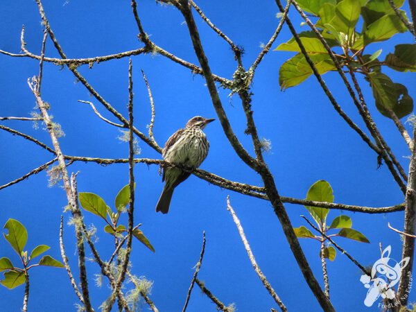 Bem-te-vi-rajado na Trilha do Rio Taquaral | Parque Estadual Carlos Botelho (PECB) Núcleo São Miguel Arcanjo | São Miguel Arcanjo - São Paulo - Brasil | FredLee Na Estrada Bem-te-vi-rajado na Trilha do Rio Taquaral | Parque Estadual Carlos Botelho (PECB) Núcleo São Miguel Arcanjo | São Miguel Arcanjo - São Paulo - Brasil | FredLee Na Estrada