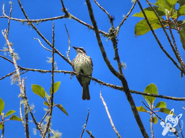 Bem-te-vi-rajado na Trilha do Rio Taquaral | Parque Estadual Carlos Botelho (PECB) Núcleo São Miguel Arcanjo | São Miguel Arcanjo - São Paulo - Brasil | FredLee Na Estrada Bem-te-vi-rajado na Trilha do Rio Taquaral | Parque Estadual Carlos Botelho (PECB) Núcleo São Miguel Arcanjo | São Miguel Arcanjo - São Paulo - Brasil | FredLee Na Estrada