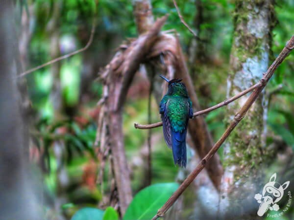 Beija-flor-de-fronte-violeta no Parque Estadual Carlos Botelho (PECB) Núcleo São Miguel Arcanjo | São Miguel Arcanjo - São Paulo - Brasil | FredLee Na Estrada Beija-flor-de-fronte-violeta no Parque Estadual Carlos Botelho (PECB) Núcleo São Miguel Arcanjo | São Miguel Arcanjo - São Paulo - Brasil | FredLee Na Estrada