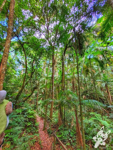 Trilha das Juçaras | Parque Estadual Carlos Botelho (PECB) Núcleo São Miguel Arcanjo | São Miguel Arcanjo - São Paulo - Brasil | FredLee Na Estrada Trilha das Juçaras | Parque Estadual Carlos Botelho (PECB) Núcleo São Miguel Arcanjo | São Miguel Arcanjo - São Paulo - Brasil | FredLee Na Estrada