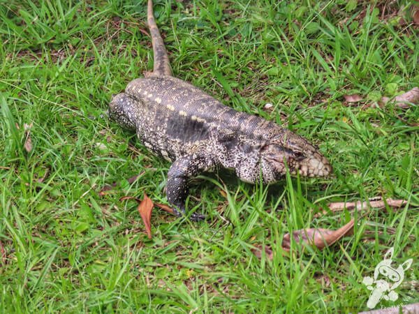 Teiú no Parque Estadual Carlos Botelho (PECB) Núcleo São Miguel Arcanjo | São Miguel Arcanjo - São Paulo - Brasil | FredLee Na Estrada Teiú no Parque Estadual Carlos Botelho (PECB) Núcleo São Miguel Arcanjo | São Miguel Arcanjo - São Paulo - Brasil | FredLee Na Estrada