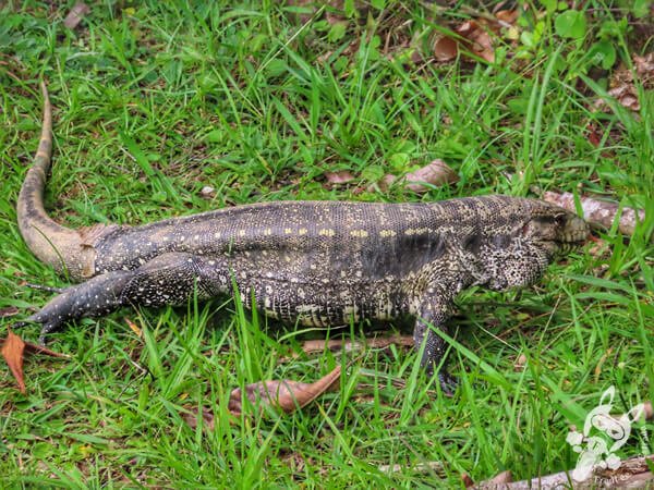 Teiú no Parque Estadual Carlos Botelho (PECB) Núcleo São Miguel Arcanjo | São Miguel Arcanjo - São Paulo - Brasil | FredLee Na Estrada Teiú no Parque Estadual Carlos Botelho (PECB) Núcleo São Miguel Arcanjo | São Miguel Arcanjo - São Paulo - Brasil | FredLee Na Estrada