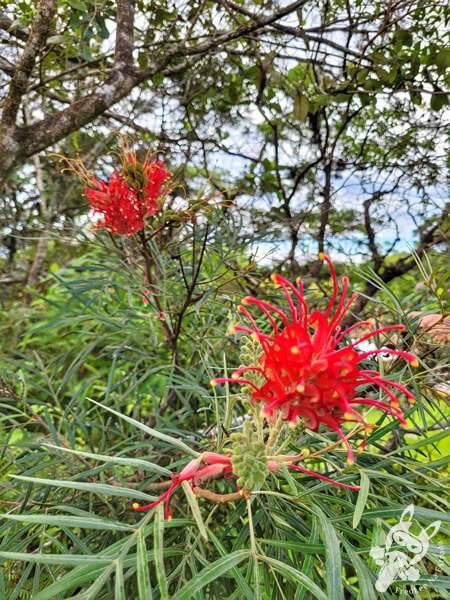 Parque Estadual Carlos Botelho (PECB) Núcleo São Miguel Arcanjo | São Miguel Arcanjo - São Paulo - Brasil | FredLee Na Estrada Parque Estadual Carlos Botelho (PECB) Núcleo São Miguel Arcanjo | São Miguel Arcanjo - São Paulo - Brasil | FredLee Na Estrada