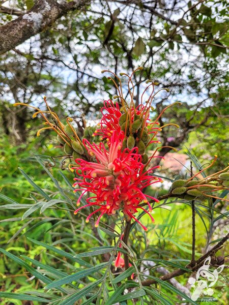 Parque Estadual Carlos Botelho (PECB) Núcleo São Miguel Arcanjo | São Miguel Arcanjo - São Paulo - Brasil | FredLee Na Estrada Parque Estadual Carlos Botelho (PECB) Núcleo São Miguel Arcanjo | São Miguel Arcanjo - São Paulo - Brasil | FredLee Na Estrada