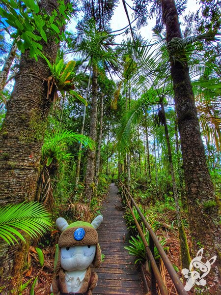 Trilha das Bromélias | Parque Estadual Carlos Botelho (PECB) Núcleo São Miguel Arcanjo | São Miguel Arcanjo - São Paulo - Brasil | FredLee Na Estrada Trilha das Bromélias | Parque Estadual Carlos Botelho (PECB) Núcleo São Miguel Arcanjo | São Miguel Arcanjo - São Paulo - Brasil | FredLee Na Estrada