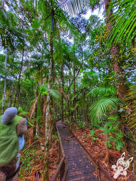 Trilha das Bromélias | Parque Estadual Carlos Botelho (PECB) Núcleo São Miguel Arcanjo | São Miguel Arcanjo - São Paulo - Brasil | FredLee Na Estrada Trilha das Bromélias | Parque Estadual Carlos Botelho (PECB) Núcleo São Miguel Arcanjo | São Miguel Arcanjo - São Paulo - Brasil | FredLee Na Estrada